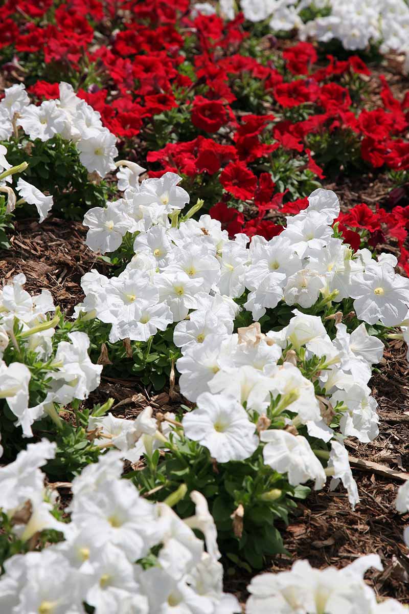 A close up vertical image of red and white petunias growing in a mass planting in the garden.