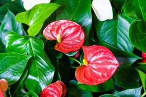 A close up horizontal image of red anthuriums growing in pots indoors.