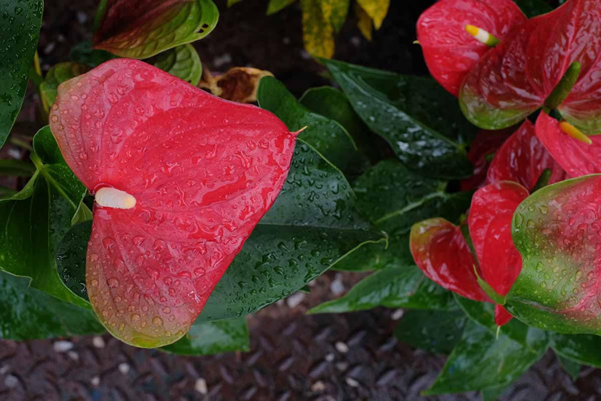 A close up horizontal image of anthurium foliage covered in water droplets.