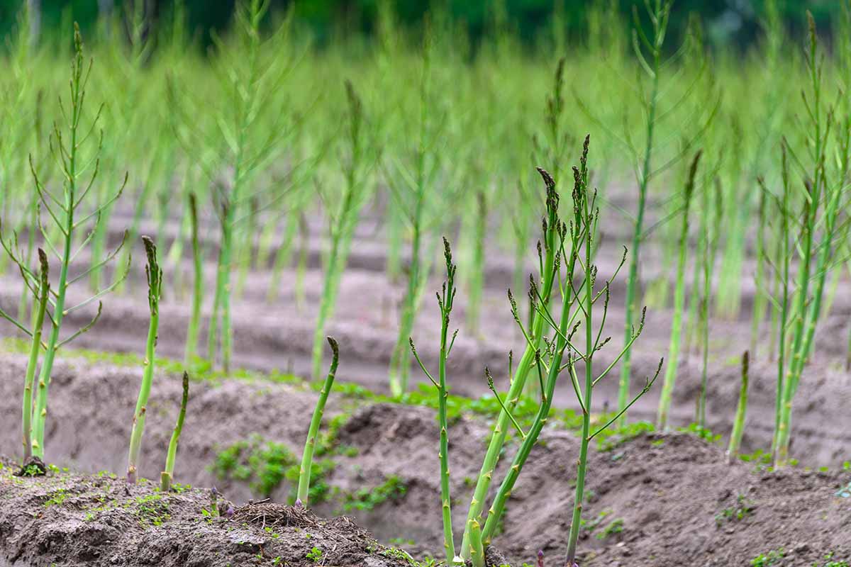 A horizontal image of a field of asparagus growing in spring.