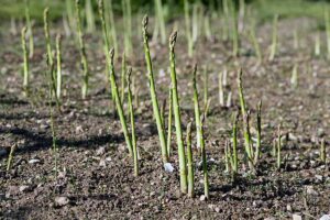 A horizontal image of young asparagus spears growing in a field in spring.