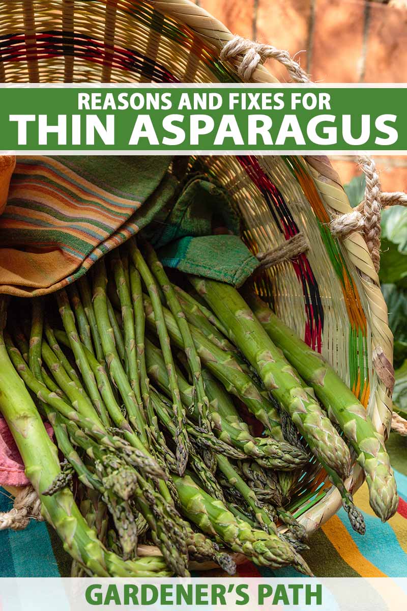 A close up vertical image of a basket filled with thick and thin asparagus spears set on a colorful fabric. To the top and bottom of the frame is green and white printed text.