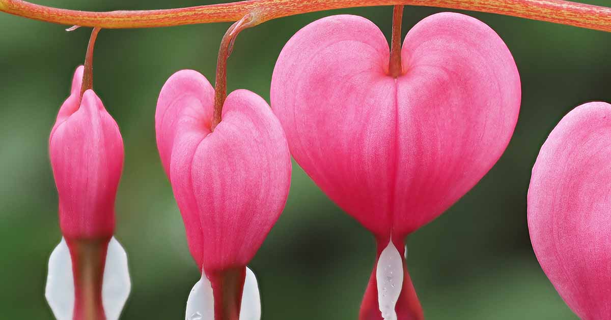 3 Common Reasons Why Bleeding Hearts Fail to Bloom