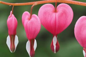 A close up horizontal image of bright pink bleeding heart flowers growing in the garden pictured on a soft focus background.