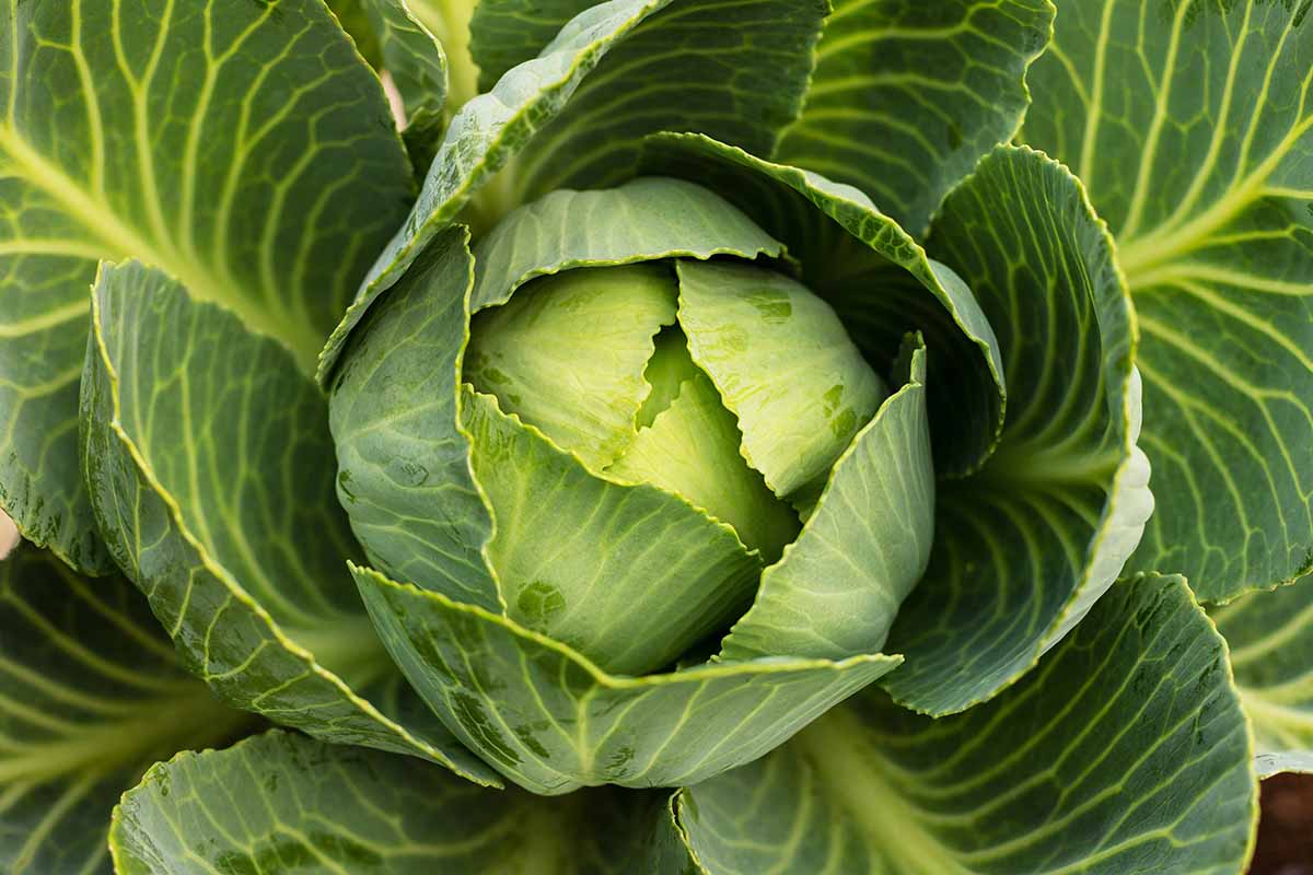 A close up horizontal image of a healthy cabbage head growing in the garden.