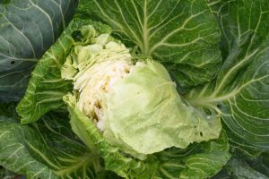 A close up horizontal image of a split cabbage head.