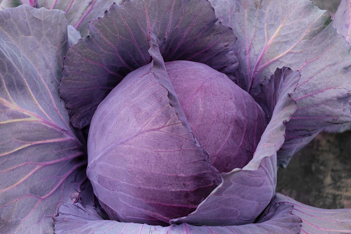 A close up horizontal image of a purple cabbage head growing in the garden ready for harvest.