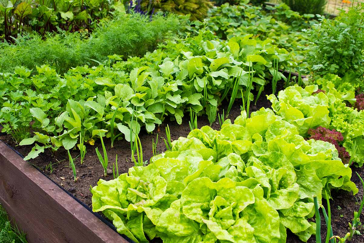 A close up horizontal image of a raised bed garden growing a variety of different vegetables and herbs.