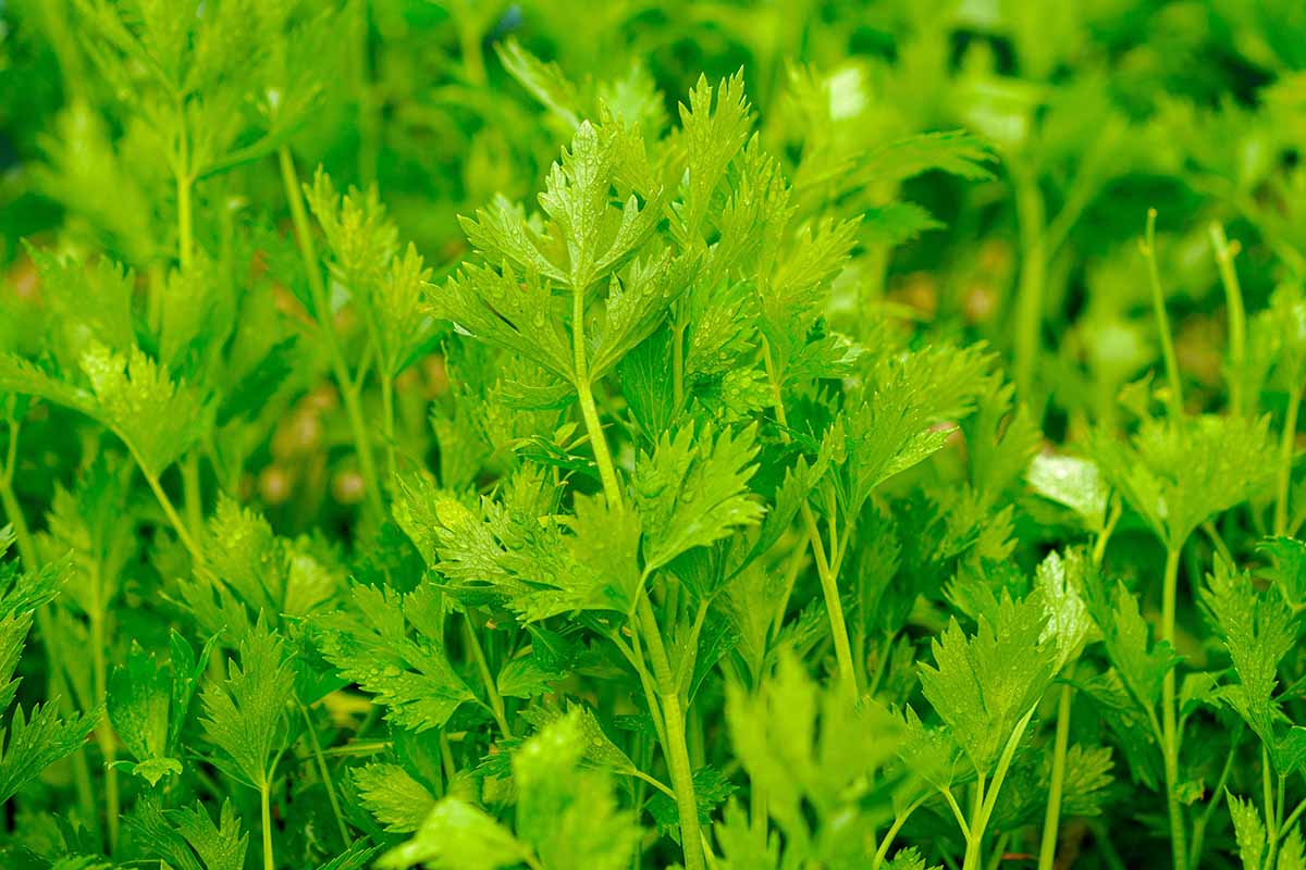 A close up horizontal image of celery growing in the garden pictured on a soft focus background.