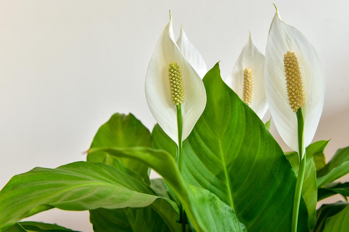 A close up horizontal image of a peace lily with large white flowers and deep green foliage pictured on a white background.
