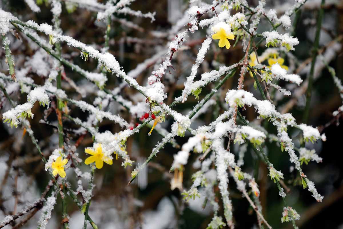 A close up horizontal image of jasmine covered in a dusting of snow.