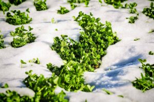 A close up horizontal image of crops growing in a winter garden surrounded by snow.