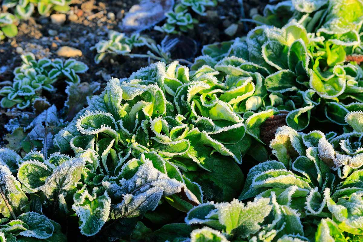 A close up horizontal image of lettuce growing in the garden covered in a light dusting of frost.