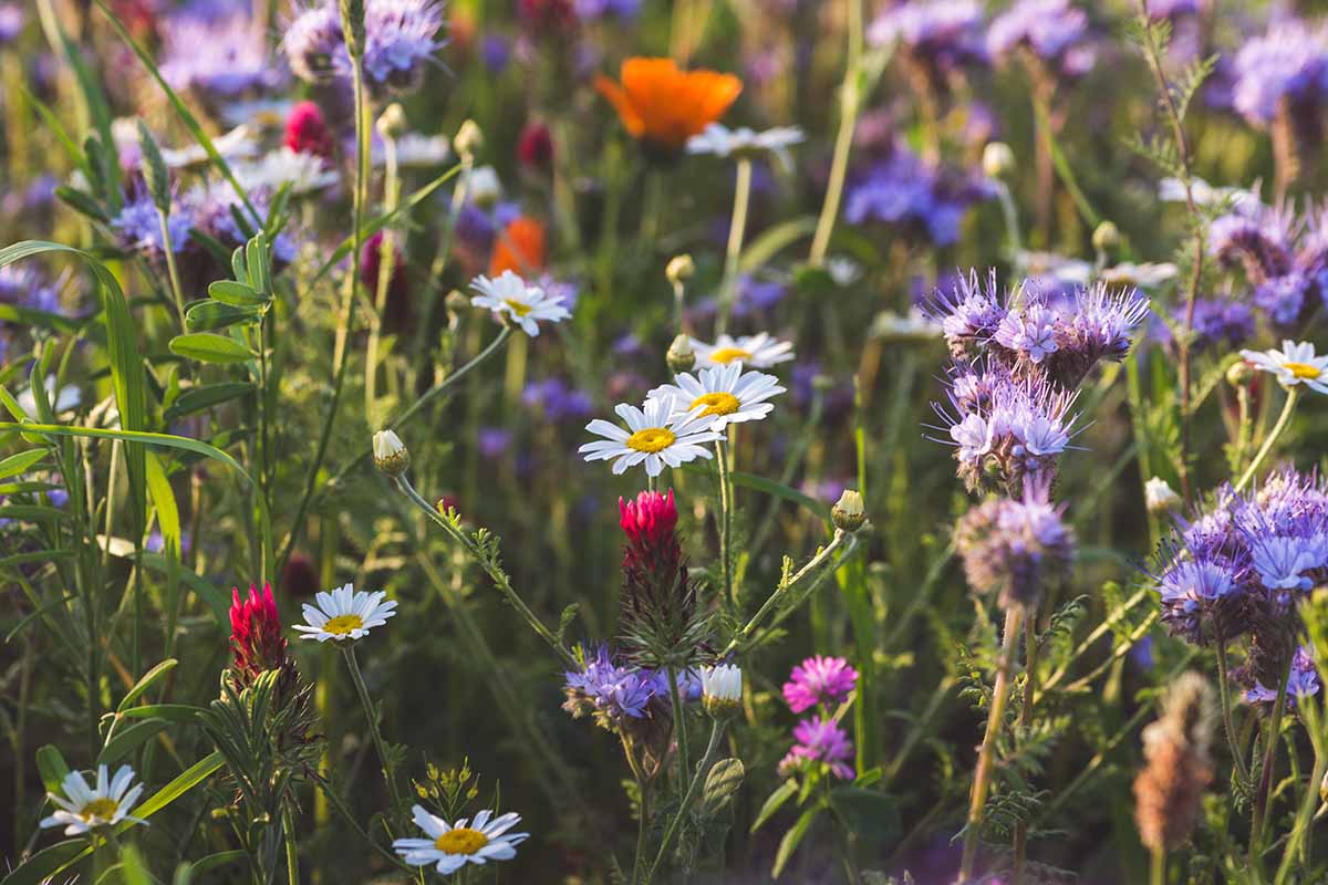 A close up horizontal image of wildflowers growing a meadow pictured in light sunshine.
