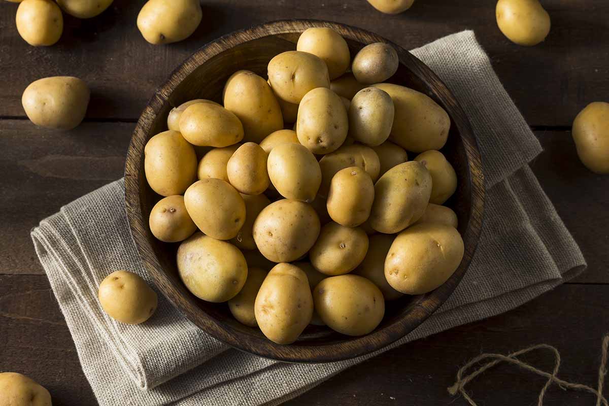 A close up horizontal image of a wooden bowl filled with early potatoes set on a wooden surface.