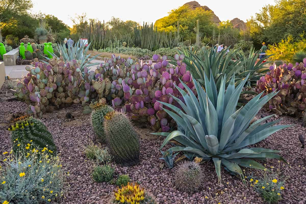 A horizontal image of a large formal desert garden growing a variety of cacti and succulents, including prickly pear cactus and agave.