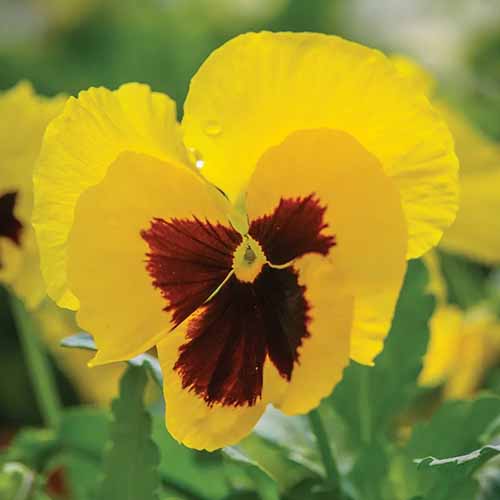 A close up square image of a Viola × wittrockiana 'Yellow Blotch' flower pictured on a soft focus background.
