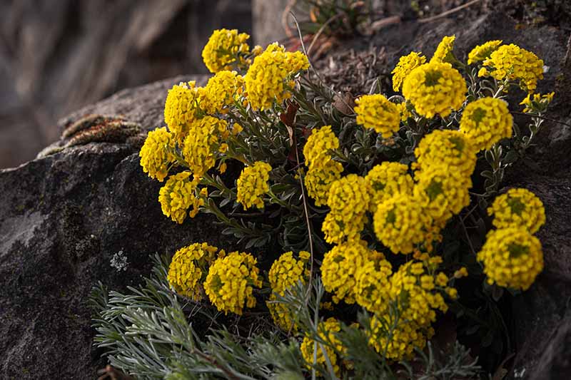 A close up horizontal image of mountain alyssum flowers growing in a rocky landscape.