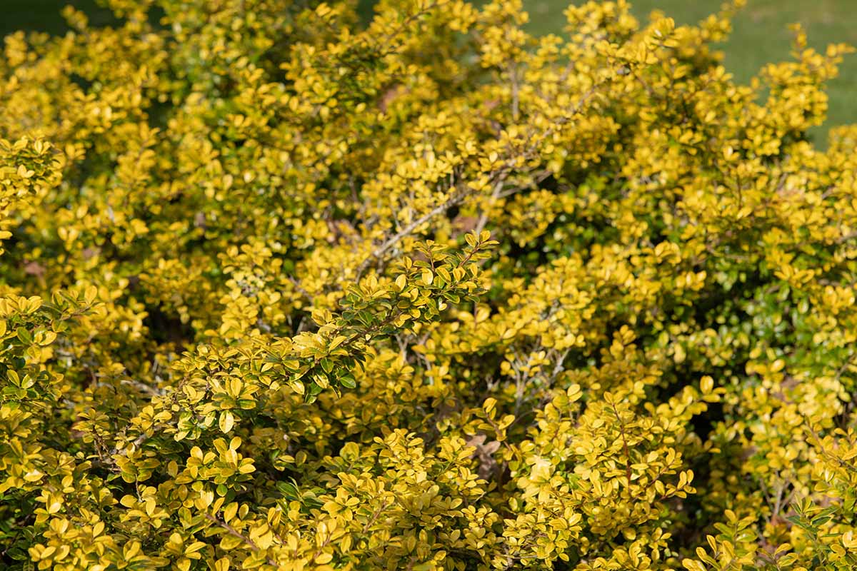 A close up horizontal image of Ilex crenata 'Golden Gem,' with bright yellow foliage.