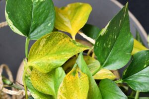 A close up horizontal image of the yellow leaves on a diseased pothos plant.