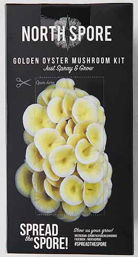 A close up vertical image of a grow kit for yellow oyster mushrooms.