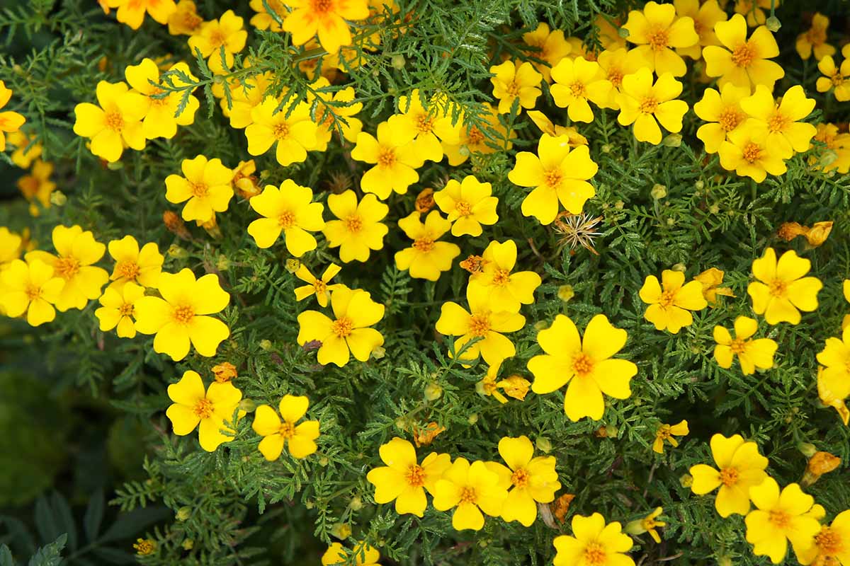A close up horizontal image of a clump of bright yellow signet marigolds (Tagetes tenuifolia) growing in a garden border.