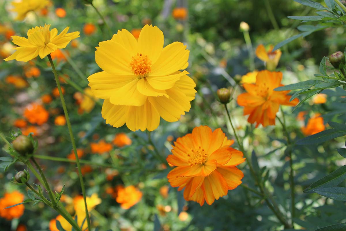 A close up horizontal image of bright yellow and orange cosmos flowers growing in the garden pictured on a soft focus background.