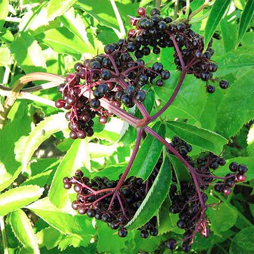 A close up square image of the foliage and berries of Sambucus canadensis 'York'.