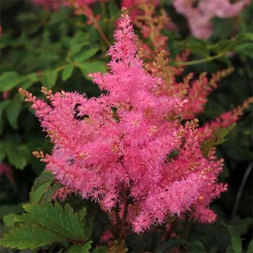 A close up square image of pink Yonique false spirea growing in the garden.