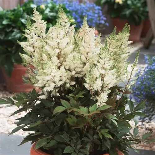 A close up square image of Younique White astilbe flowers growing in a pot outdoors.