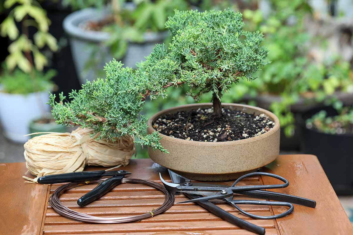 A close up horizontal image of a small bonsai tree set on a wooden table surrounded by maintenance supplies.
