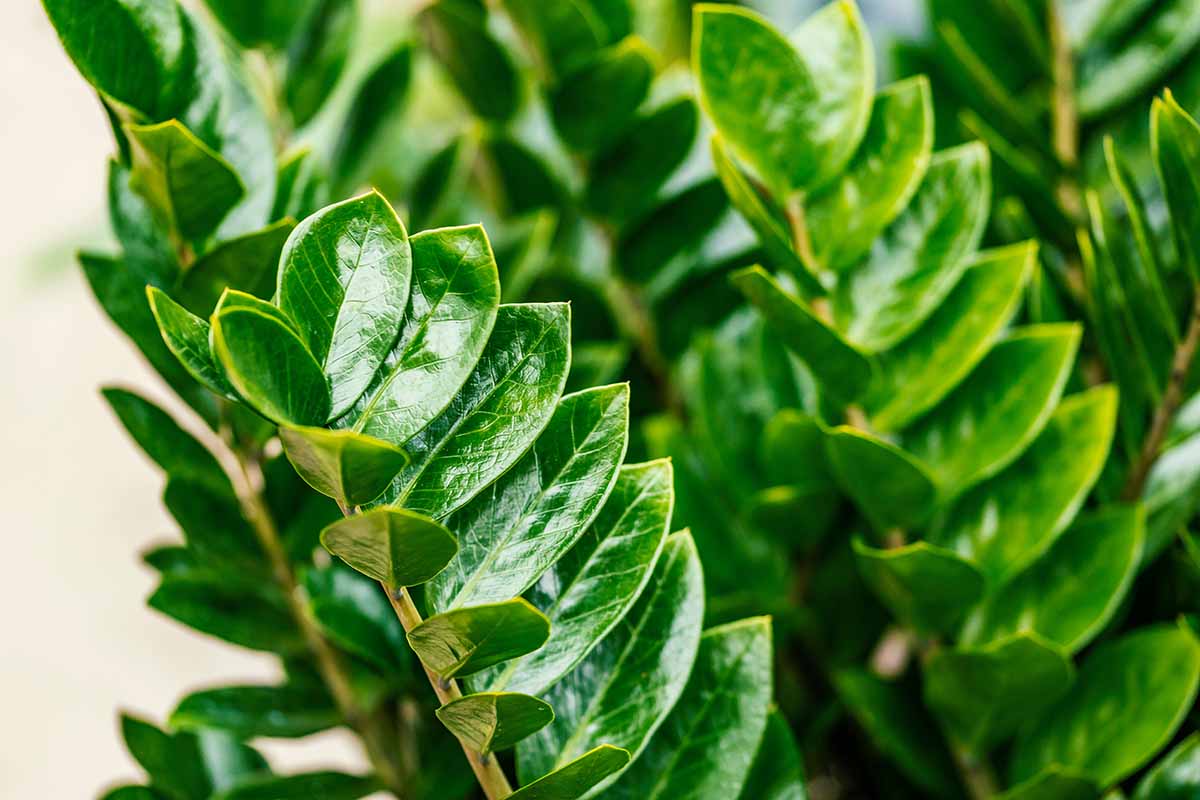 A close up horizontal image of the foliage of Zamioculcas zamiifolia, a popular houseplant.
