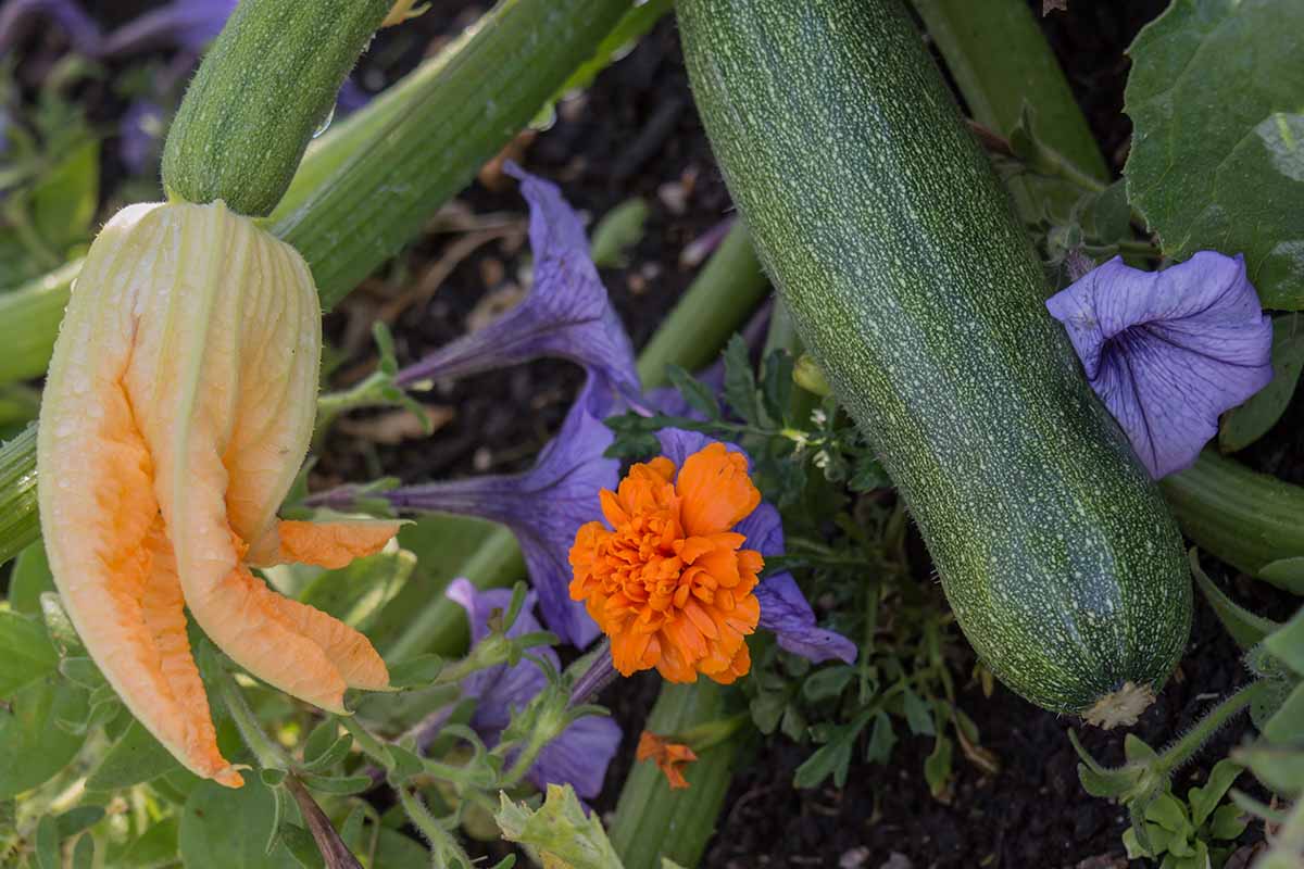 A close up horizontal image of zucchini growing in the garden with purple and orange flowers growing as companions.