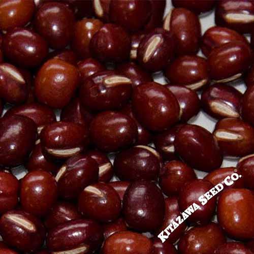 A close up square image of a pile of shelled adzuki beans with white text to the bottom right of the frame.