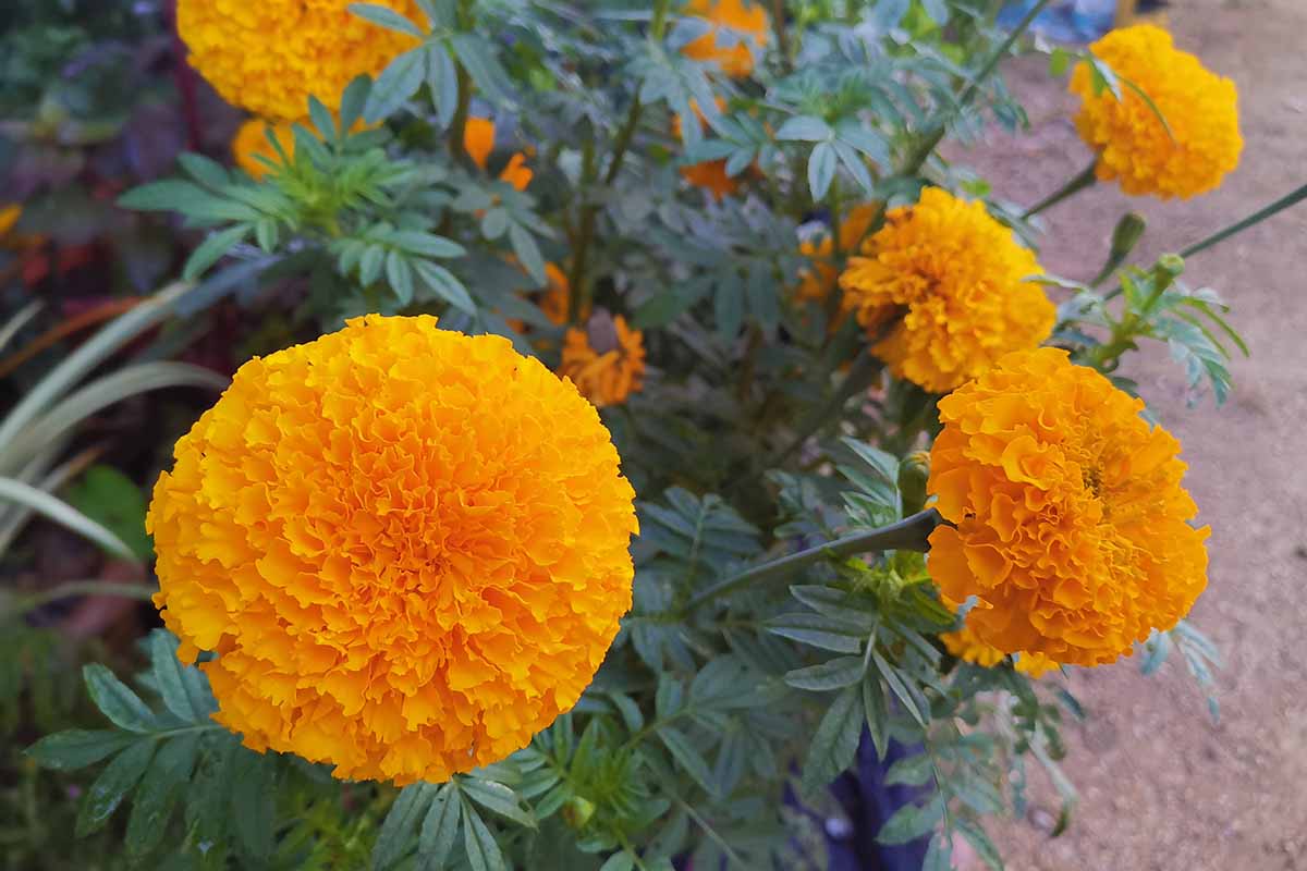 A horizontal image of bright orange Tagetes erecta flowers growing by the side of a pathway.