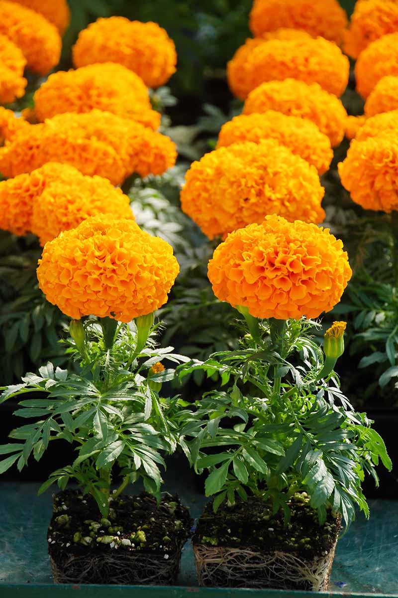 A close up vertical image of African marigolds (Tagetes erecta) transplants ready to plant out in the garden.