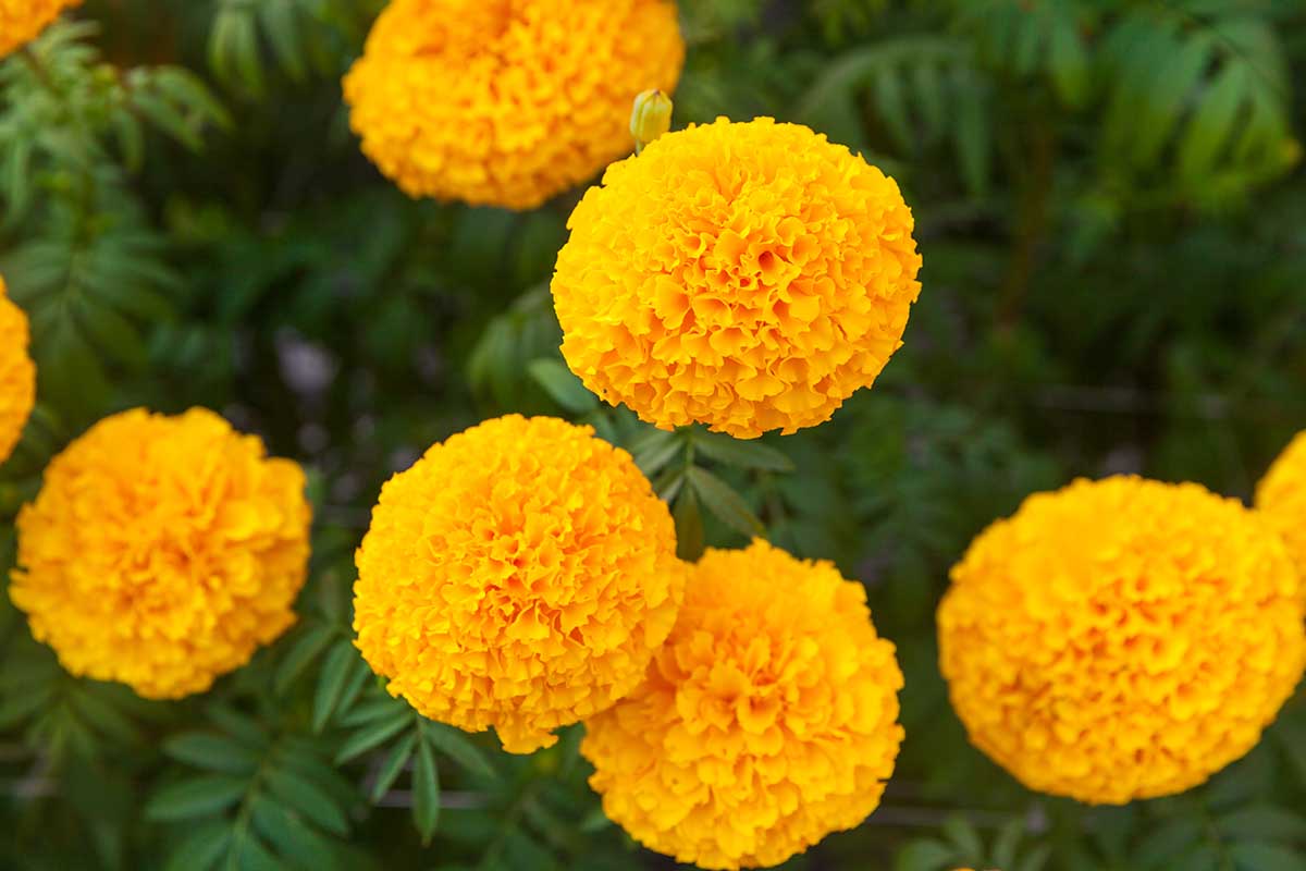 A close up horizontal image of bright orange Tagetes ereca (African marigold) flowers growing in the garden with foliage in soft focus in the background.