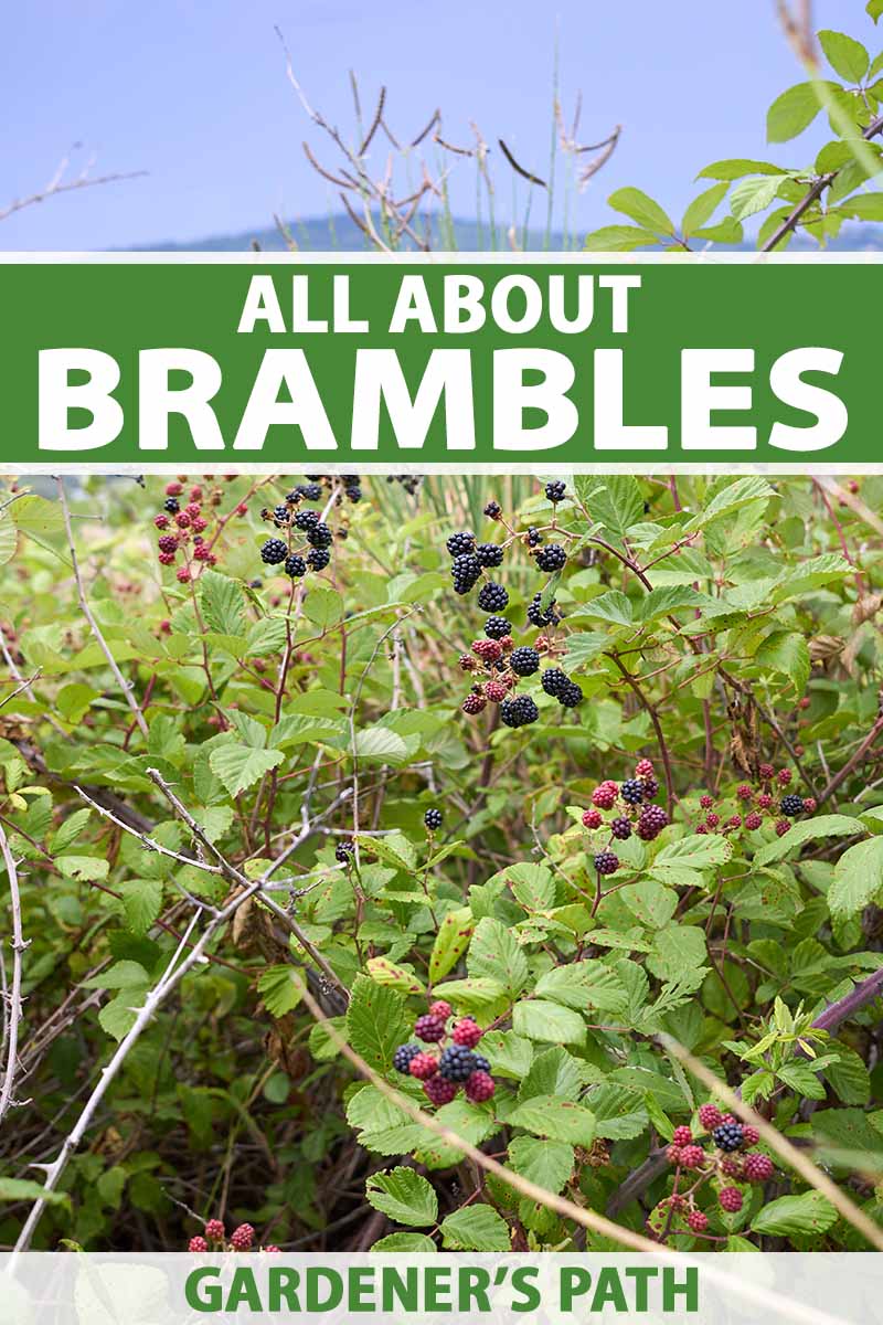 A vertical image of a thicket of brambles with ripe and unripe blackberries.  To the top and bottom of the frame is green and white printed text.