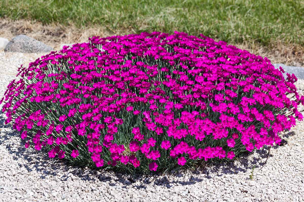 A horizontal image of a clump of bright pink Dianthus alpinus flowers growing in a gravel walkway by the side of a lawn.