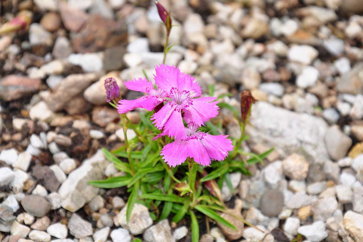 A close up horizontal image of alpine pinks flowers (Dianthus alpinus) pictured on a soft focus background.