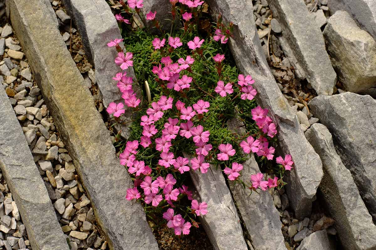 A close up horizontal image of small alpine pinks flowers growing in a rockery.