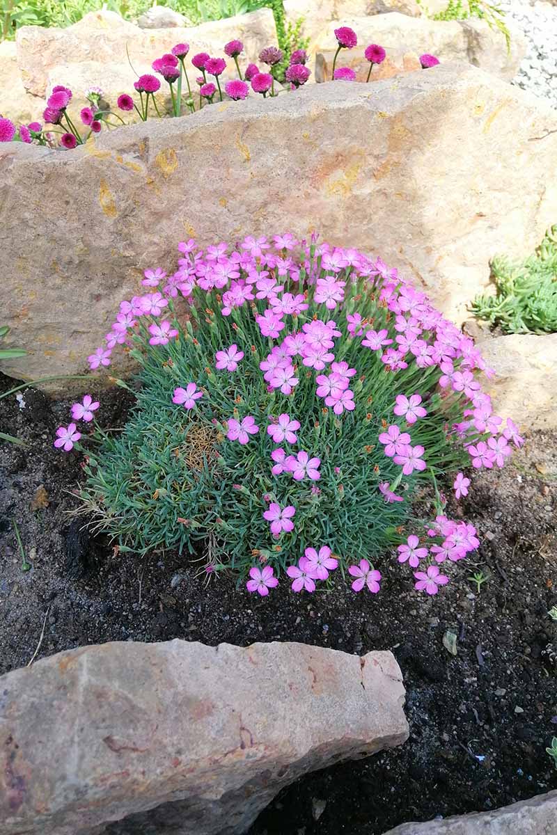 A close up vertical image of a clump of alpine pinks (Dianthus alpinus) growing in a rock garden.