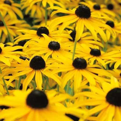 A close up square image of bright yellow black-eyed Susan flowers.