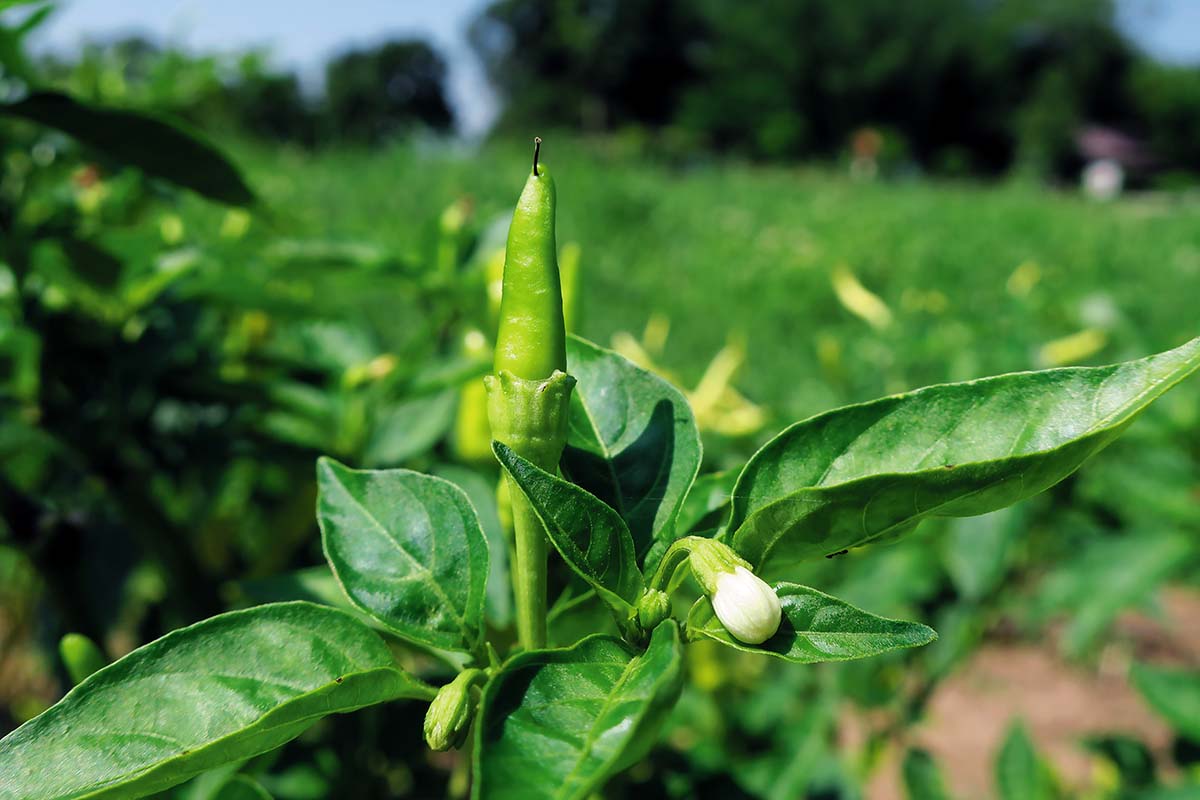 A close up horizontal image of a small Anaheim pepper just starting to appear on a plant pictured in bright sunshine on a soft focus background.