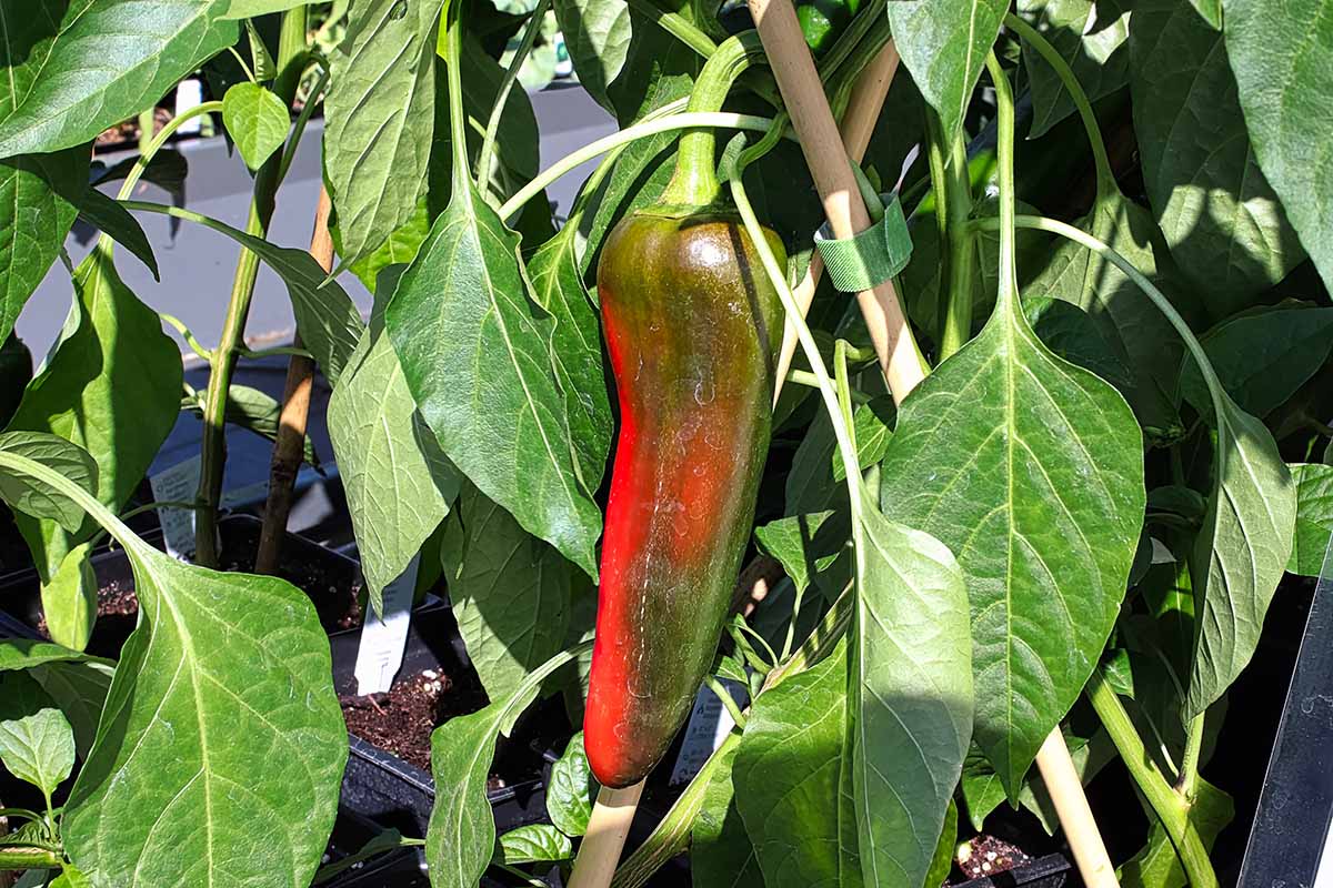 A close up horizontal image of an Anaheim pepper ripening from green to red, pictured in bright sunshine.