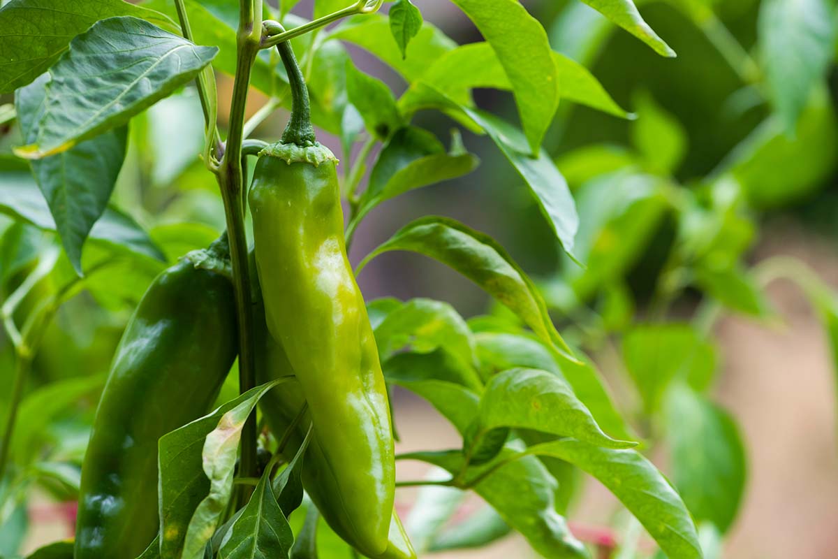 A close up horizontal image of Anaheim peppers growing in the garden pictured on a soft focus background.