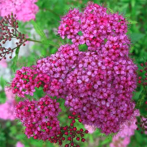A close up square image of the bright pink flowers of 'Anthony Waterer' spirea pictured on a soft focus background.