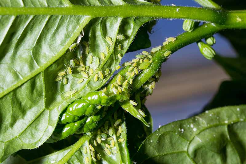 A close up horizontal image of a plant infested with aphids.