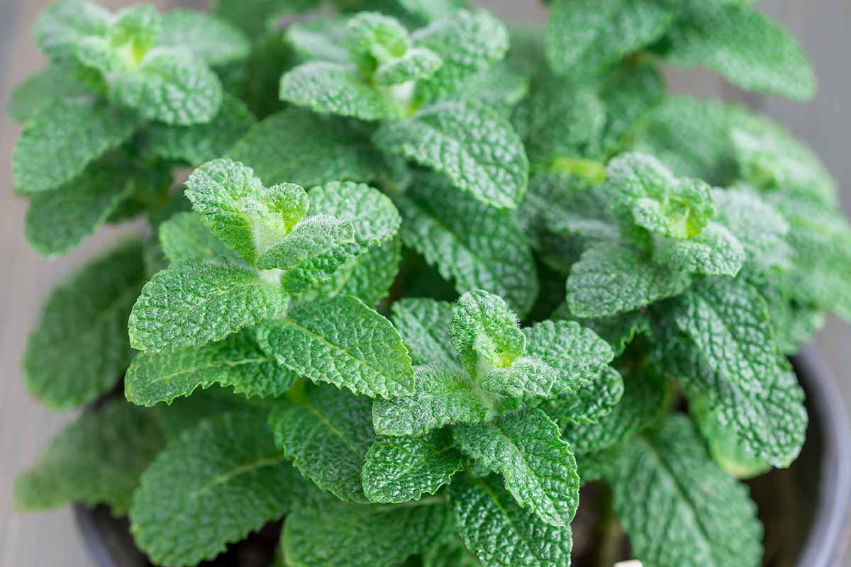 A close up horizontal image of apple mint growing in a container.
