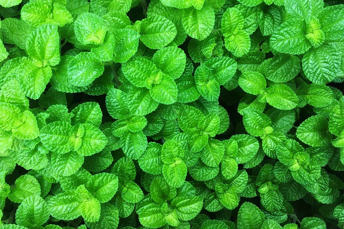 A close up horizontal image of apple mint growing in the garden.